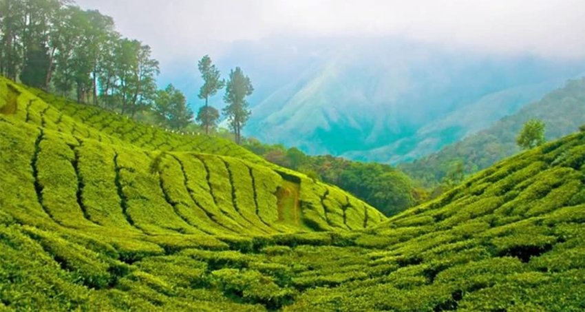 thekkady-munnar-tour-package4